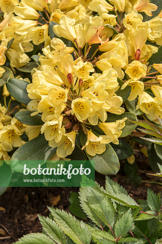 638261 - Large-flowered rhododendron hybrid (Rhododendron Moon Fire)