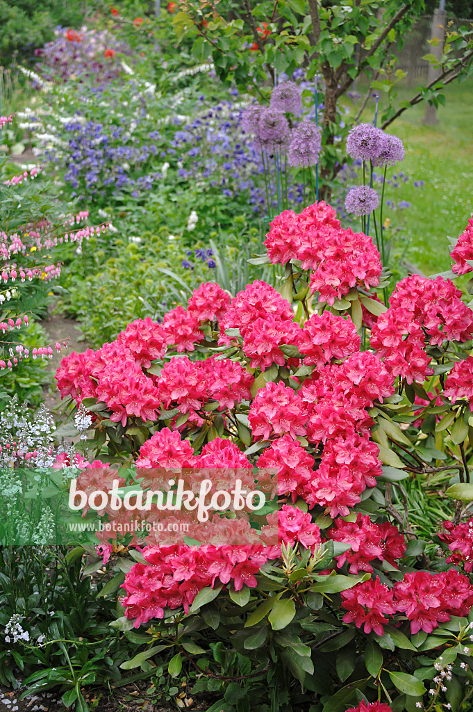 517223 - Large-flowered rhododendron hybrid (Rhododendron Nova Zembla)