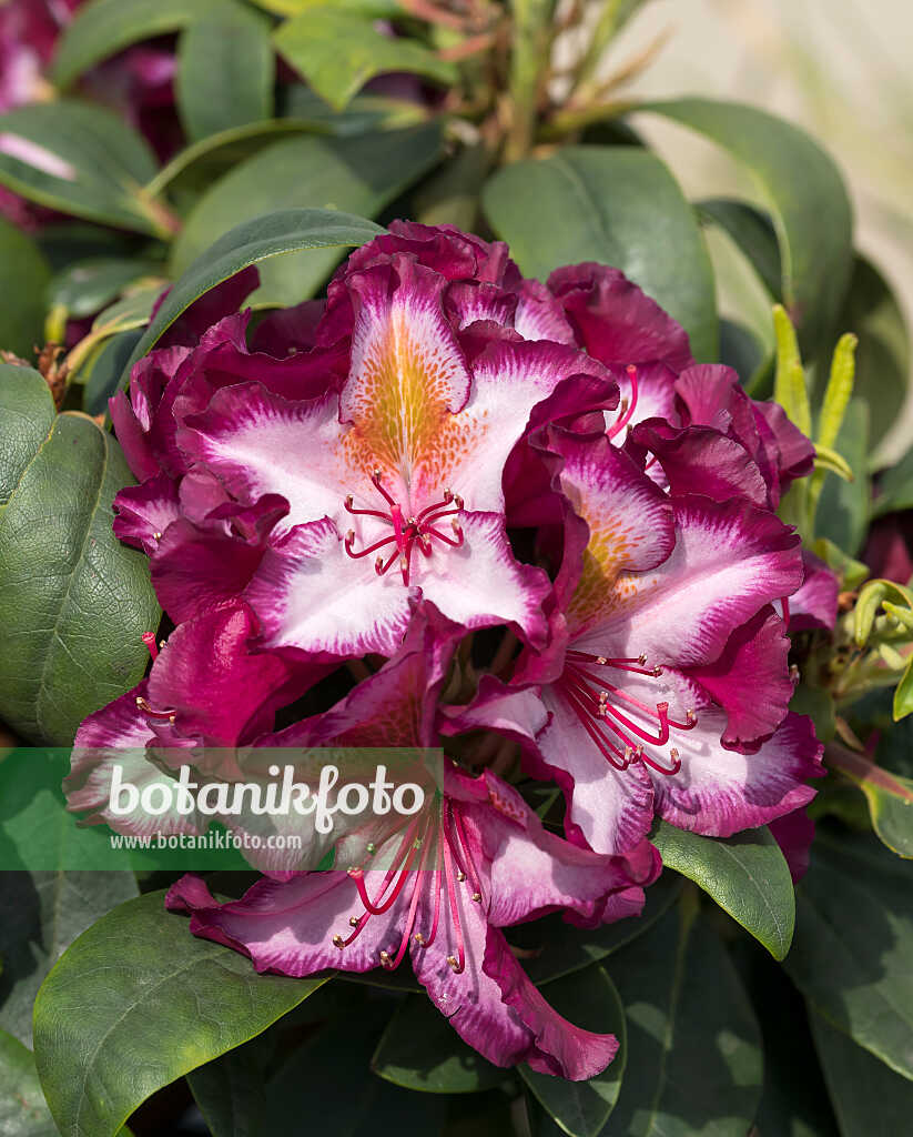 675343 - Large-flowered rhododendron hybrid (Rhododendron Pushy Purple)