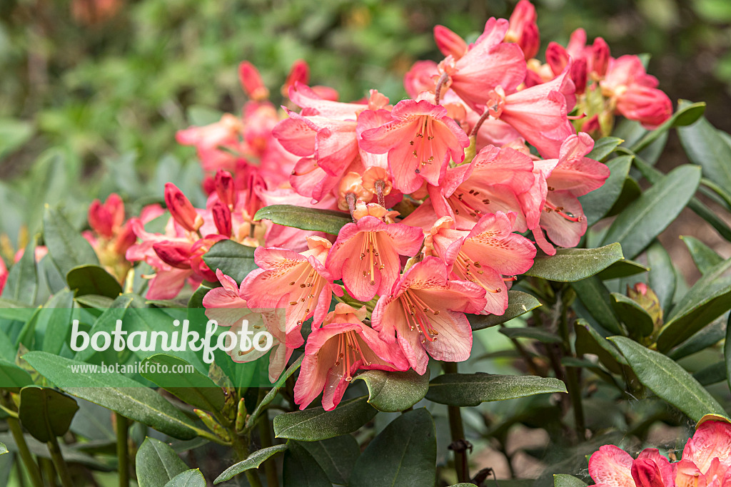 638292 - Large-flowered rhododendron hybrid (Rhododendron Toco)