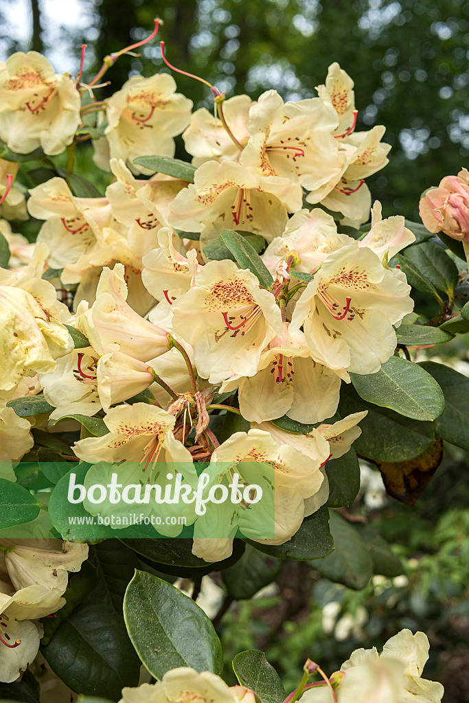 638296 - Large-flowered rhododendron hybrid (Rhododendron Viscy)