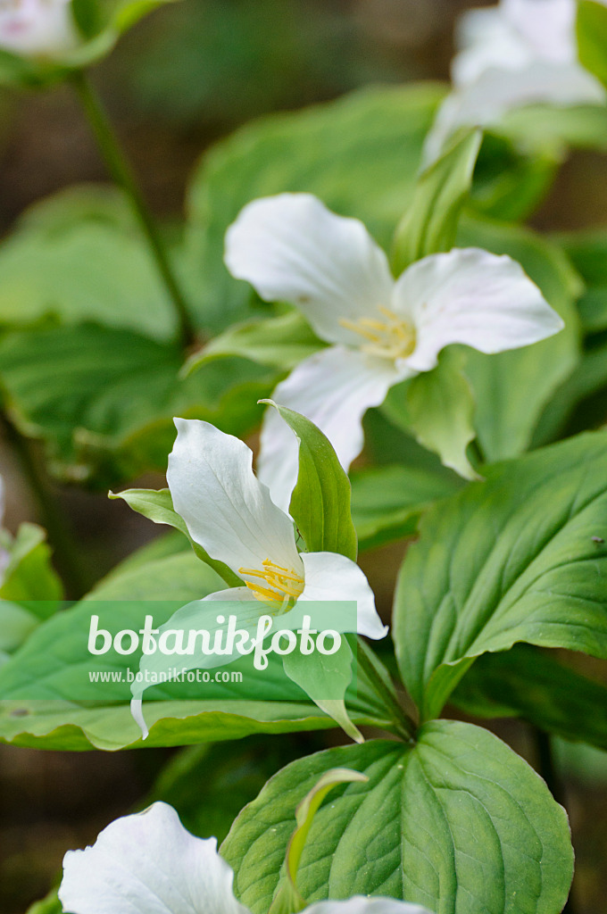 471343 - Large flowered trillium (Trillium grandiflorum)