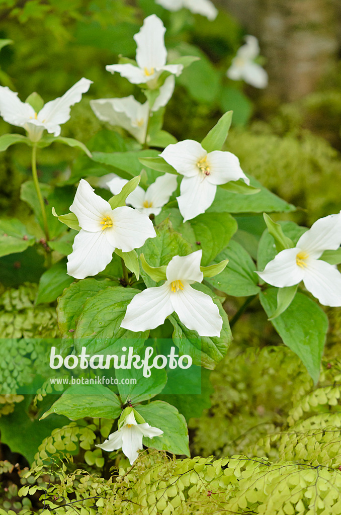 556026 - Large flowered trillium (Trillium grandiflorum)