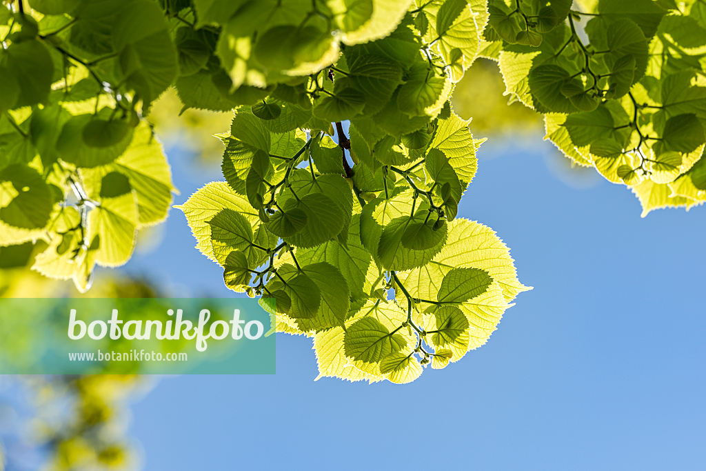 664464 - Large-leaved lime (Tilia platyphyllos)