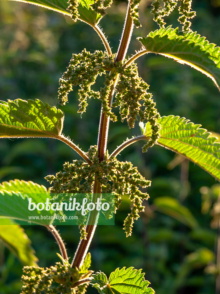426324 - Large stinging nettle (Urtica dioica)