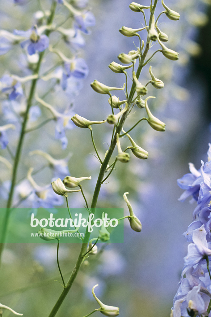 391019 - Larkspur (Delphinium elatum)