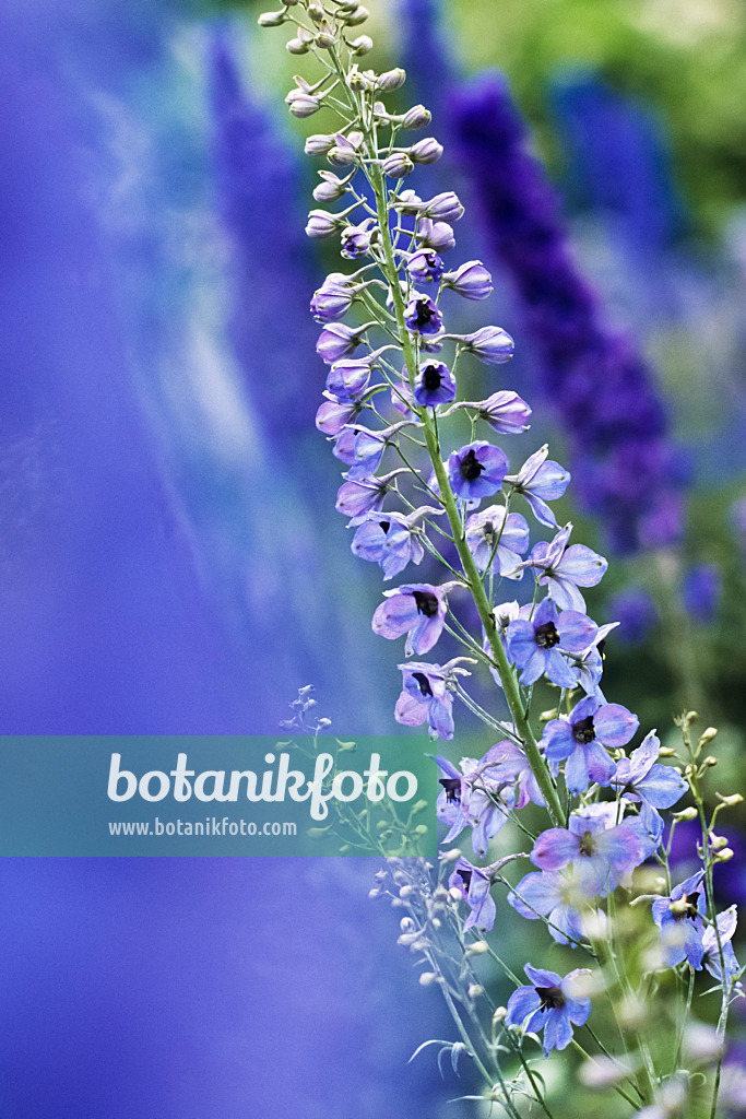 391021 - Larkspur (Delphinium elatum)