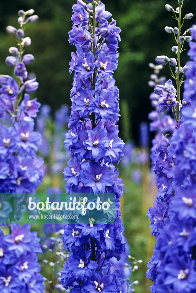 391050 - Larkspur (Delphinium elatum 'Abgesang')