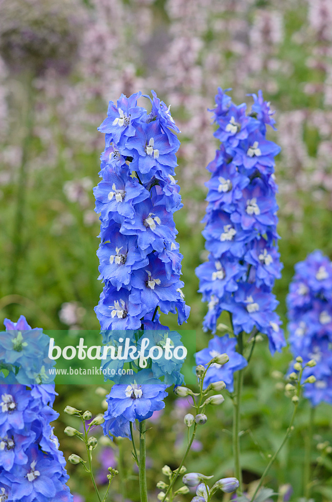 545166 - Larkspur (Delphinium elatum 'Adria')