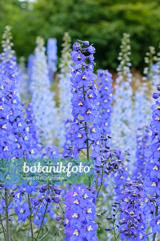 485136 - Larkspur (Delphinium elatum 'Alpenbote')