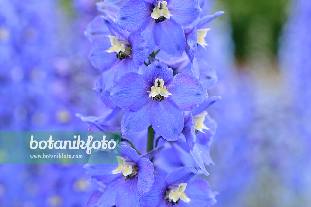 485137 - Larkspur (Delphinium elatum 'Alpenbote')