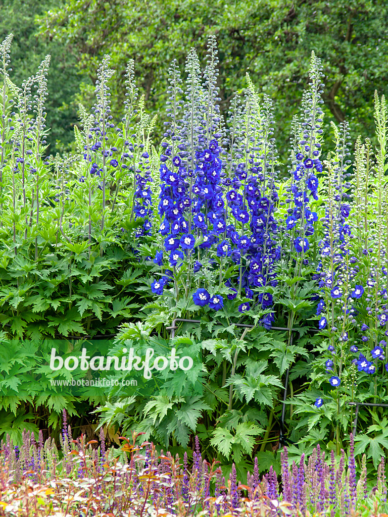 426163 - Larkspur (Delphinium elatum 'Blue Bird')