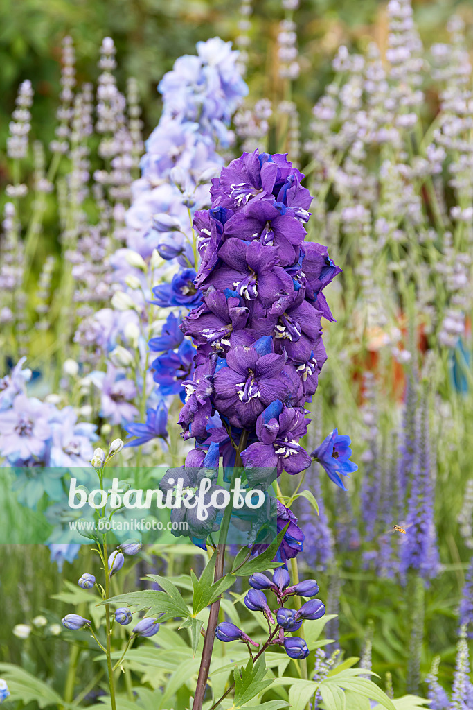 651210 - Larkspur (Delphinium elatum 'Christel')