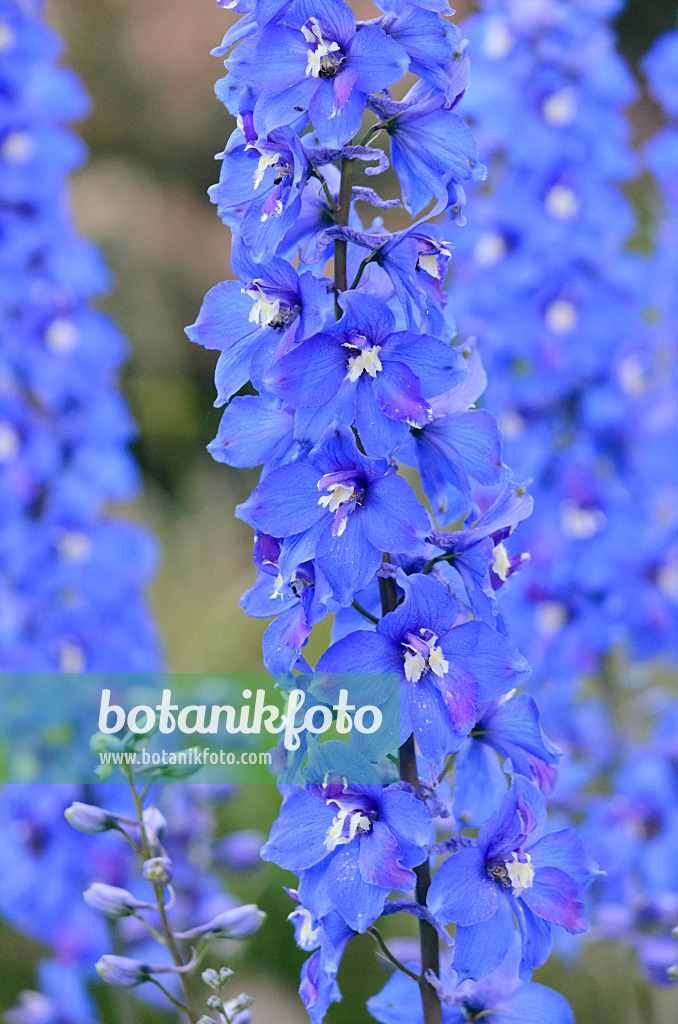 548094 - Larkspur (Delphinium elatum 'Fernzünder')
