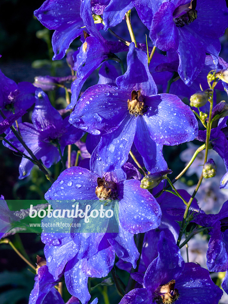 461075 - Larkspur (Delphinium elatum 'Finsteraarhorn')