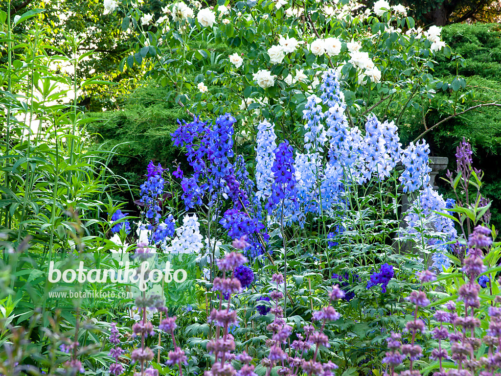 461107 - Larkspur (Delphinium elatum 'Finsteraarhorn' and Delphinium elatum 'Morgentau')