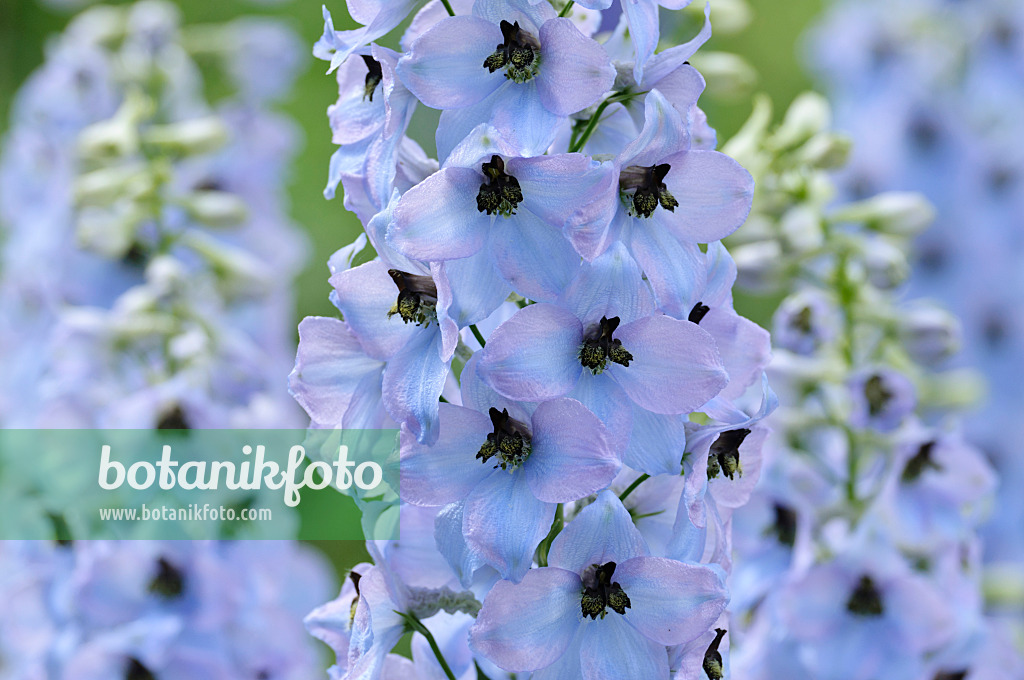 472402 - Larkspur (Delphinium elatum 'Frühschein')