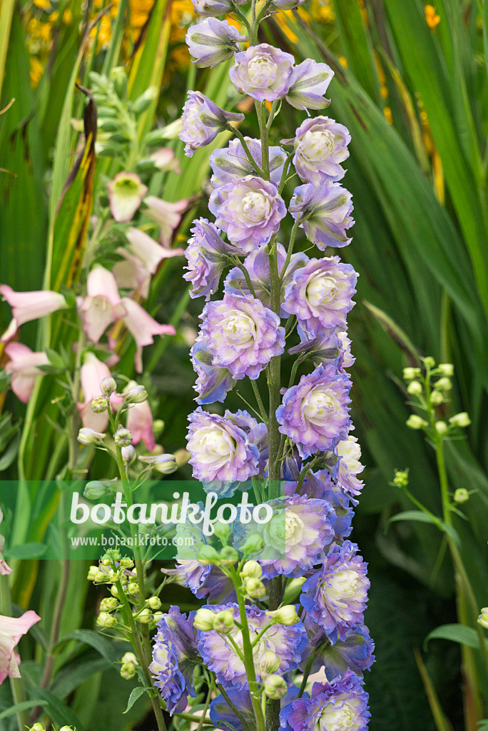 595015 - Larkspur (Delphinium elatum 'Highlander')
