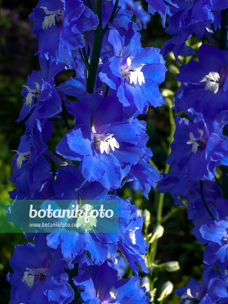 426201 - Larkspur (Delphinium elatum 'Jubelruf')