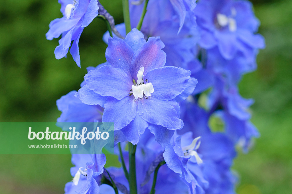 472437 - Larkspur (Delphinium elatum 'Jubelruf')