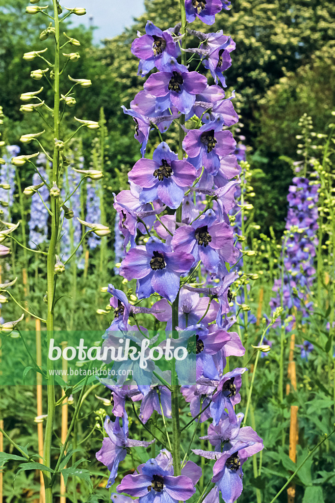 390176 - Larkspur (Delphinium elatum 'Klingsor')