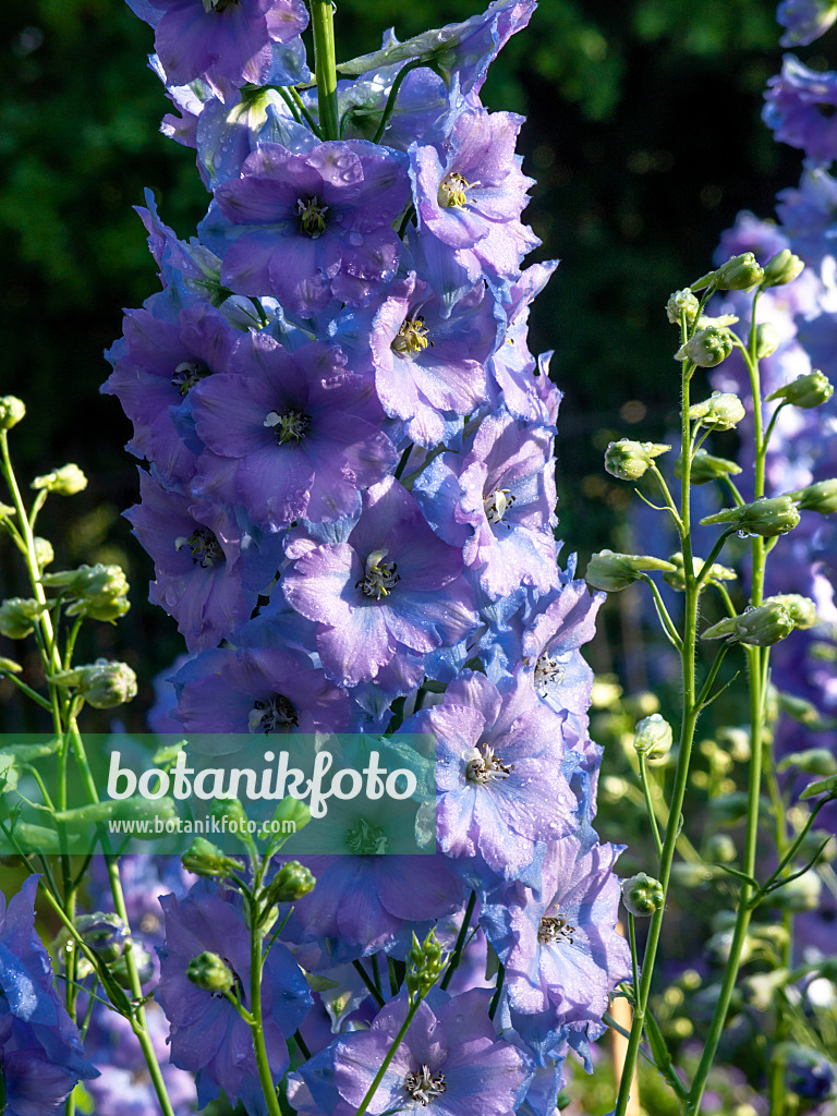 461074 - Larkspur (Delphinium elatum 'Klingsor')