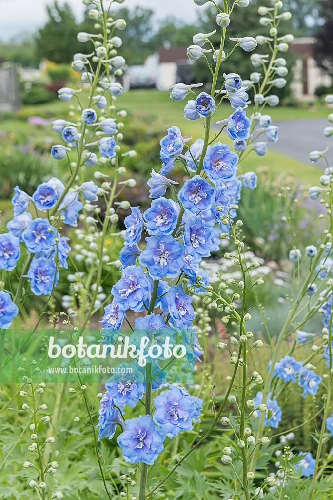 607040 - Larkspur (Delphinium elatum 'Million Dollar Sky')