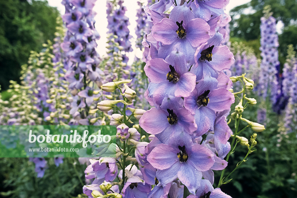 379077 - Larkspur (Delphinium elatum 'Morgentau')