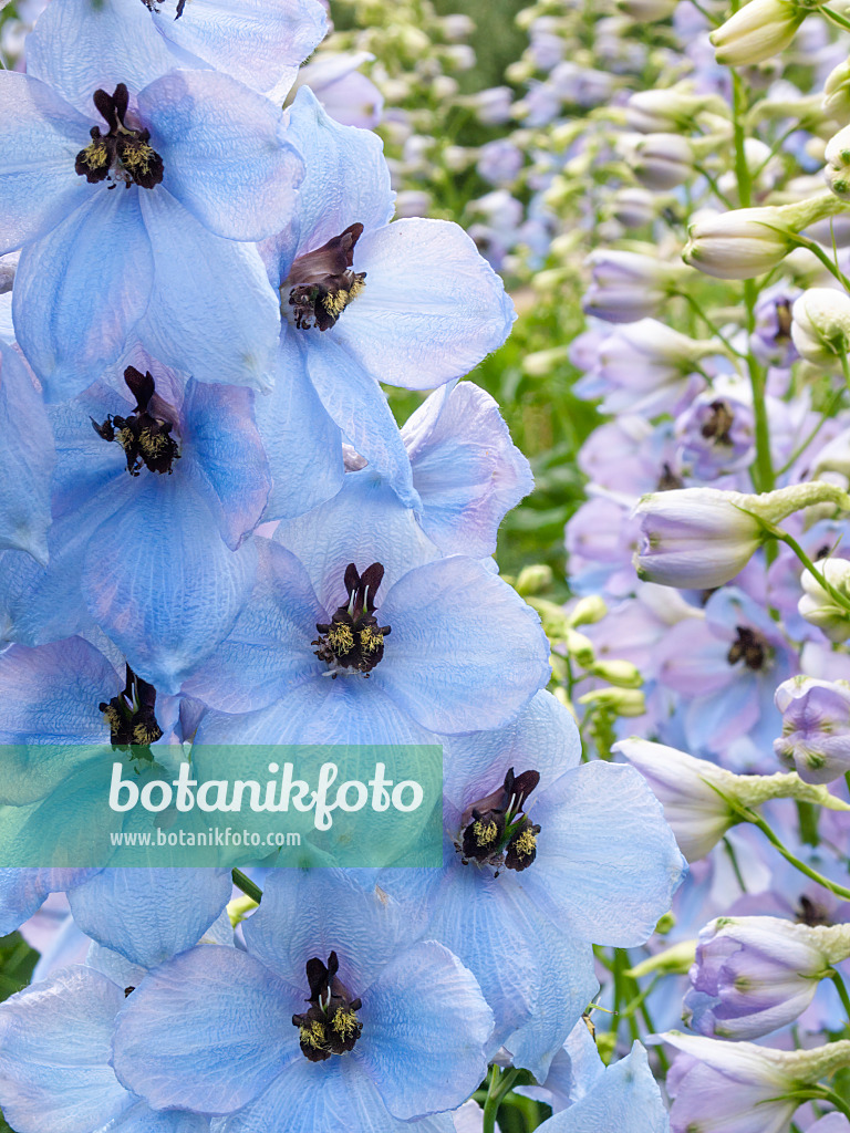 414062 - Larkspur (Delphinium elatum 'Morgentau')