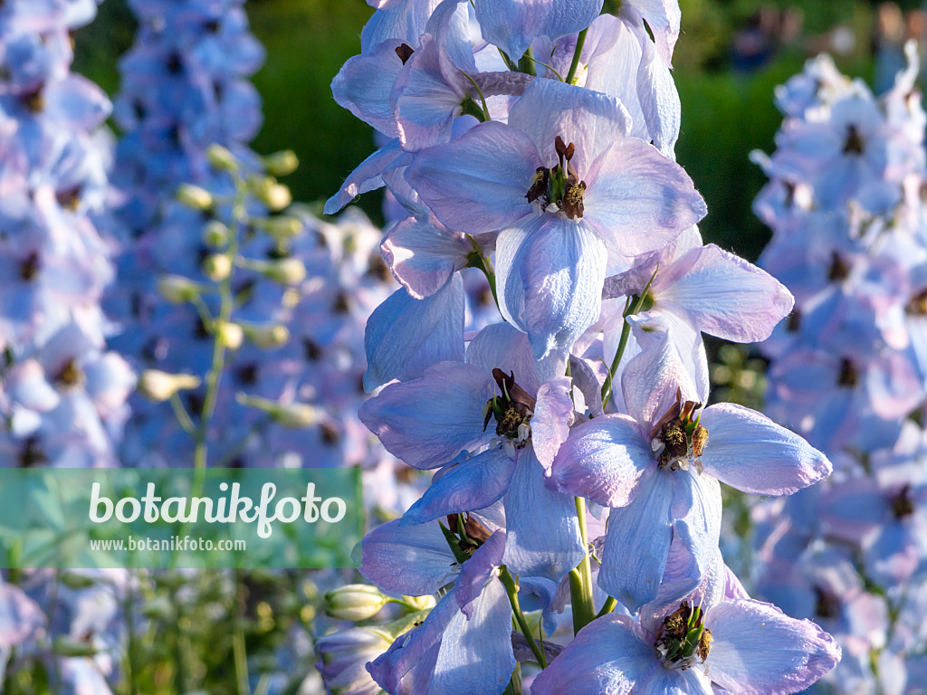 426311 - Larkspur (Delphinium elatum 'Morgentau')