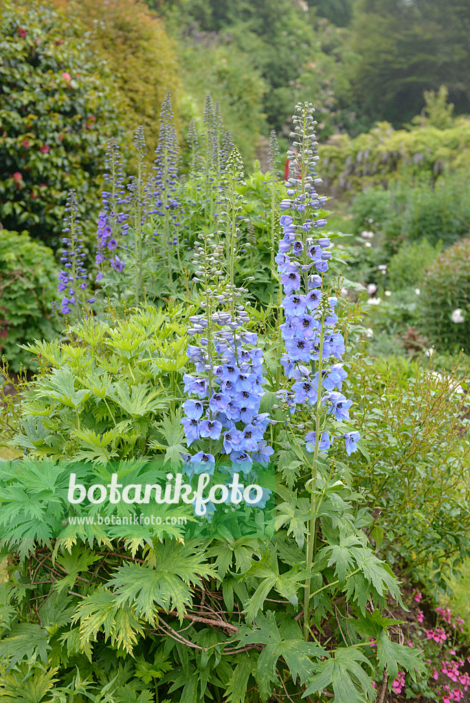 547139 - Larkspur (Delphinium elatum 'Morgentau')