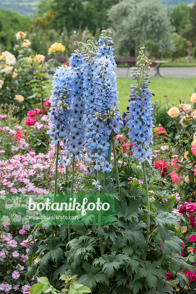 664115 - Larkspur (Delphinium elatum 'Morgentau')