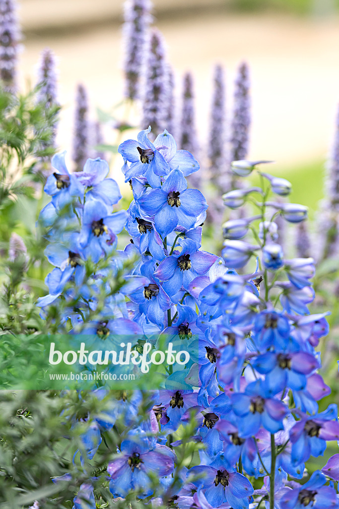 651211 - Larkspur (Delphinium elatum 'Ouvertüre')
