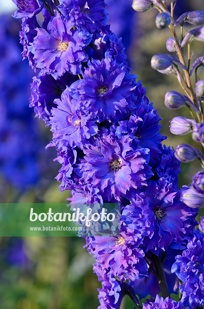 570069 - Larkspur (Delphinium elatum 'Pagan Purples')