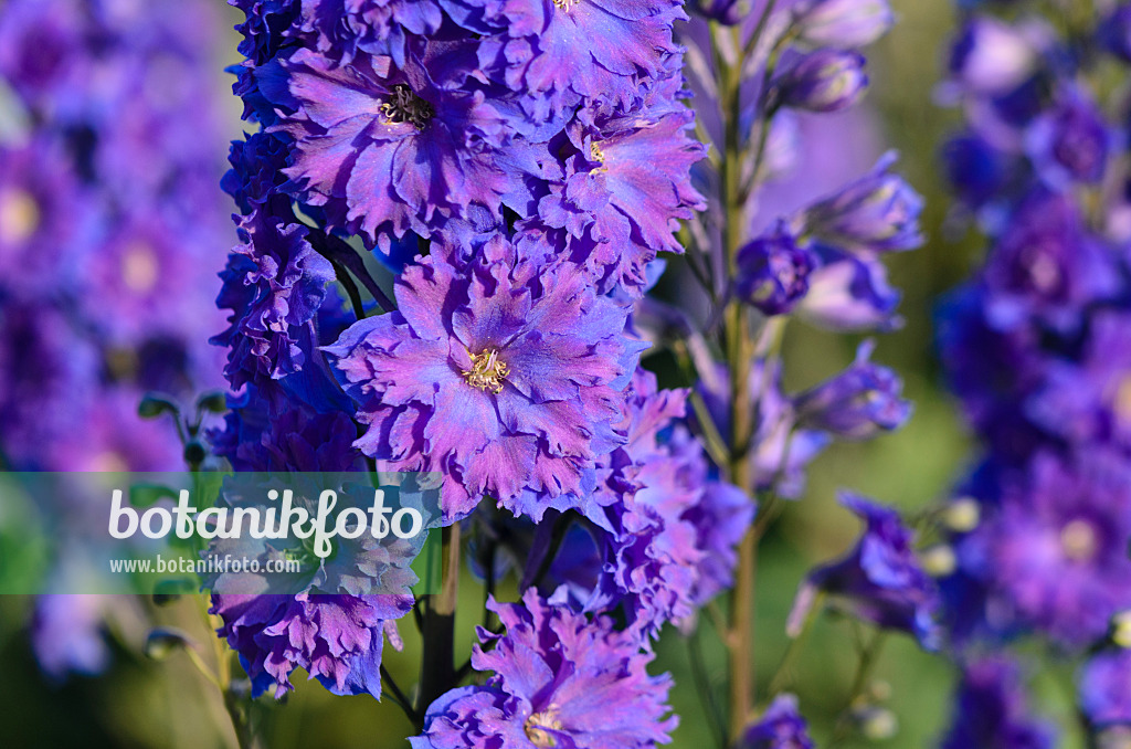 570070 - Larkspur (Delphinium elatum 'Pagan Purples')