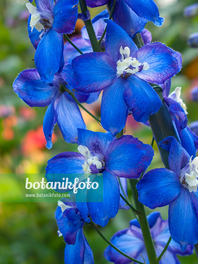 416033 - Larkspur (Delphinium elatum 'Polarnacht')