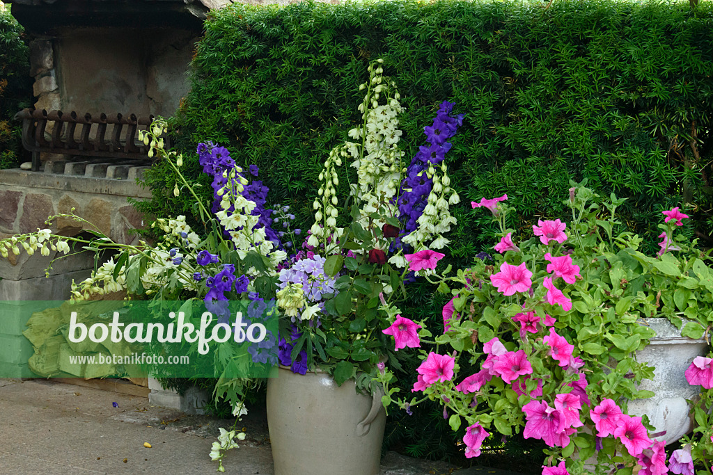 558019 - Larkspurs (Delphinium) and petunias (Petunia) in a vase