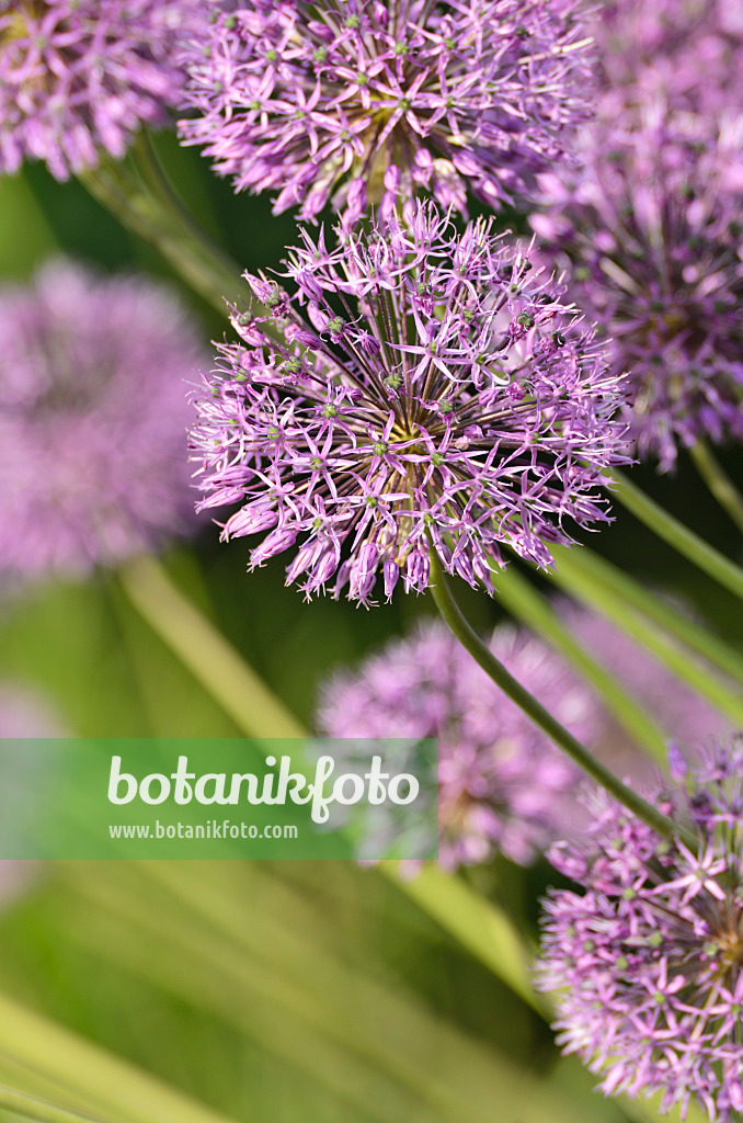 496089 - Lauch (Allium jesdianum 'Michael Hoog')