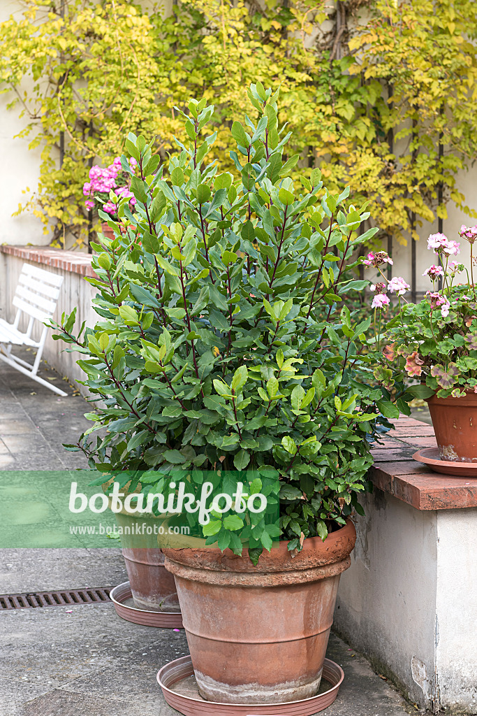 651360 - Laurel (Laurus nobilis)