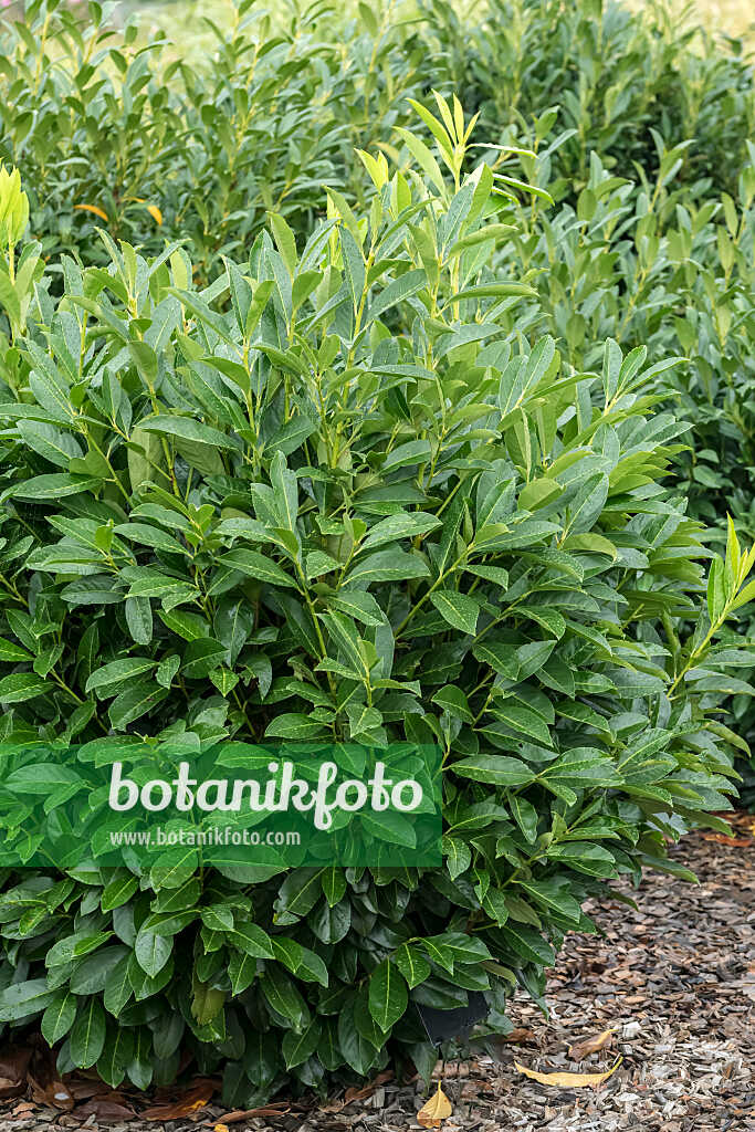 675299 - Laurier cerise (Prunus laurocerasus 'Greenpeace')