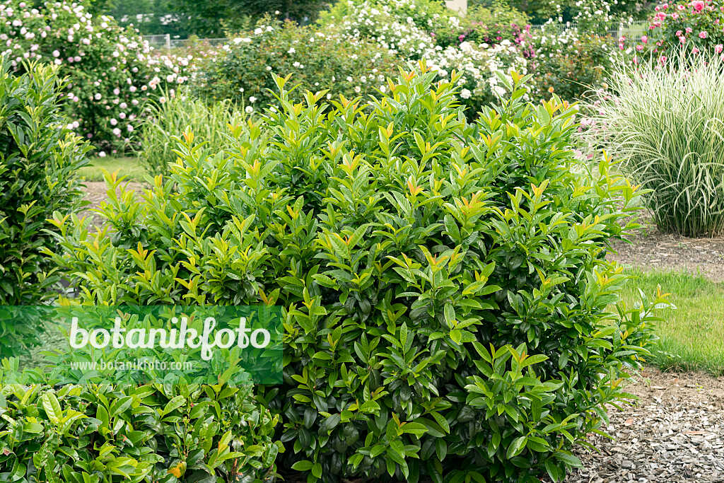 675302 - Laurier cerise (Prunus laurocerasus 'Kleopatra')