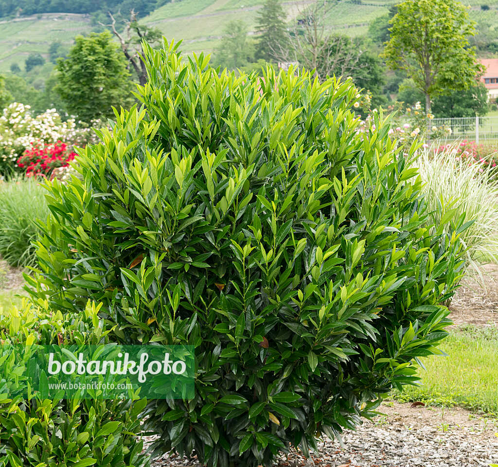 675303 - Laurier cerise (Prunus laurocerasus 'Renault Ace')