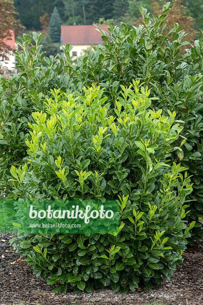 675301 - Laurier cerise (Prunus laurocerasus 'Rotundifolia')