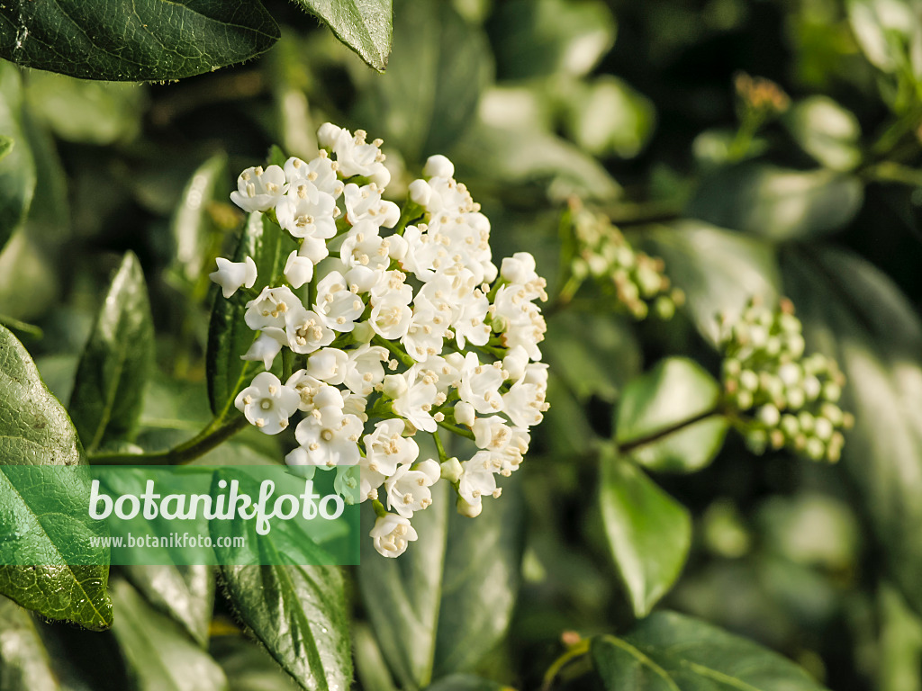 422007 - Laurustinus (Viburnum tinus)