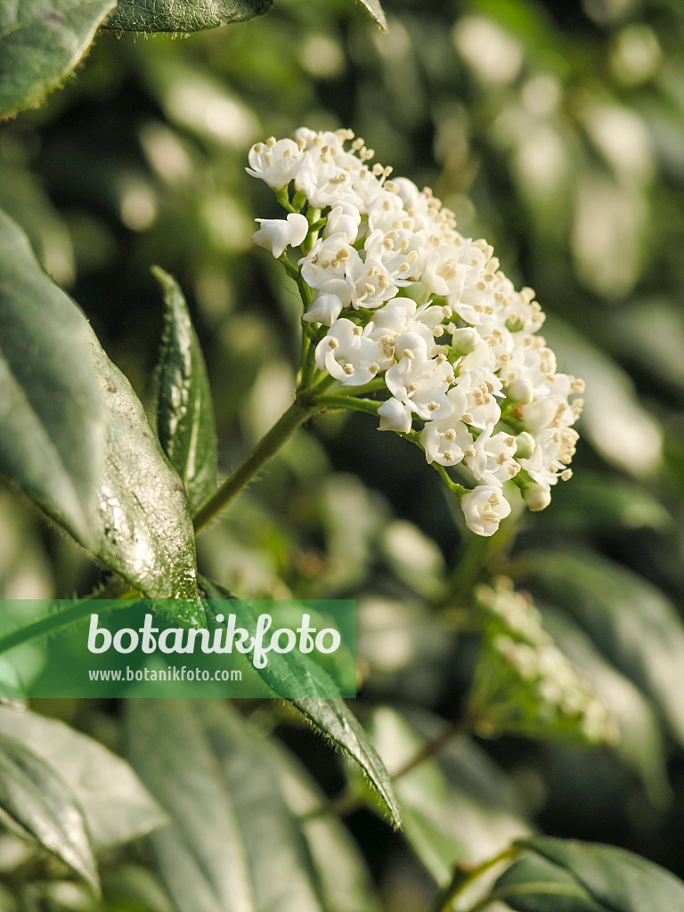 422008 - Laurustinus (Viburnum tinus)