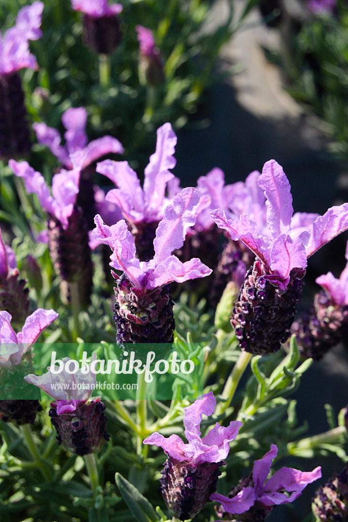 672032 - Lavande à toupet (Lavandula stoechas)
