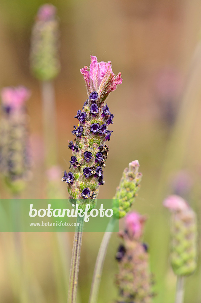 533262 - Lavande (Lavandula pedunculata subsp. sampaiana)