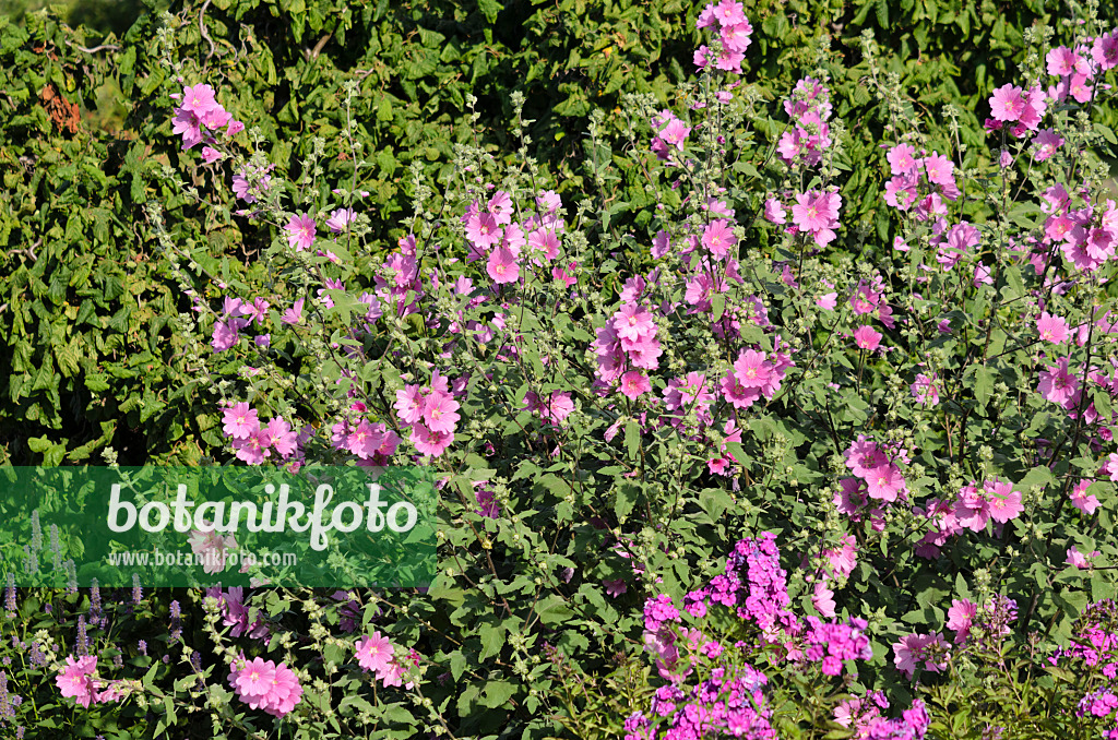 534302 - Lavatère d'Hyères (Lavatera olbia 'Rosea')