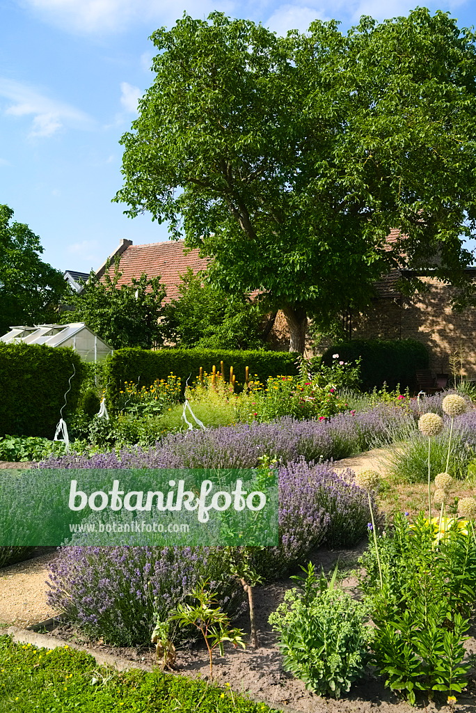 670011 - Lavendel (Lavandula) in einem Gemüsegarten
