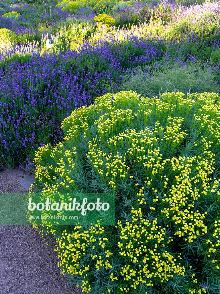 461162 - Lavender cotton (Santolina chamaecyparissus) and common lavender (Lavandula angustifolia)